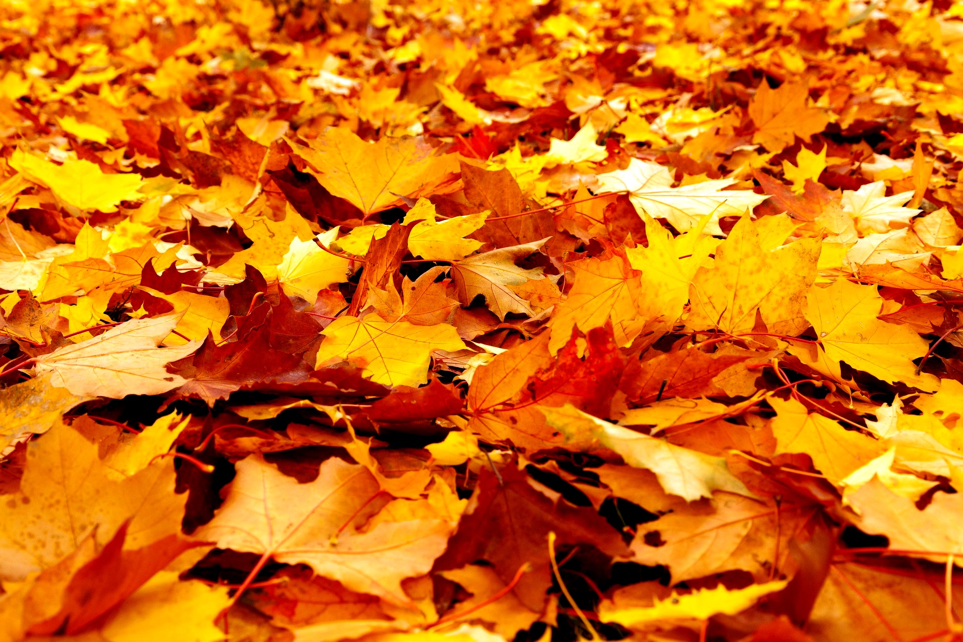 jesień liście park